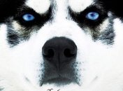 Книга Джека Лондона "Зов предков"