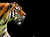 Тигр "наорал" на оленя в Нацпарке: ссора животных попала на видео