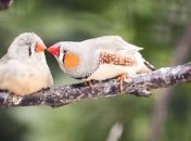 Стало известно, почему птицы поют яйцам