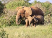 Слонята стали неразлучными