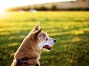 Прогноз погоды в Украине на 12 июня: тепло, но местами дожди