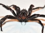 "Черная полоса" продолжается: на Сидней надвигается новая смертельная опасность