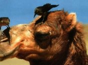 Самые прожорливые животные, обитающие на нашей планете (Фото)