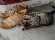 Домашні улюбленці іноді завдають проблем