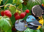 Малина будет плодоносить весь сезон, если вы сделаете это с ней на зиму