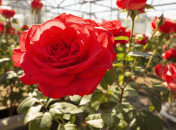 Лучшее удобрение для роз