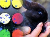 Счастливые цвета для представителей Китайского гороскопа