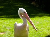 Розовый пеликан