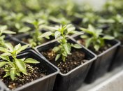 Приметы о посадке рассады