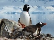 Беларусь договорилась с Турцией изучать Антарктику