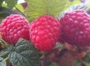 Погода в Украине 26 июня: на западе - дожди и грозы