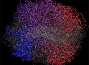 Ученые: Человек теряет ДНК по мере своей эволюции