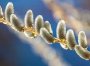 Вербное воскресенье 2020: дата, история и традиции праздника