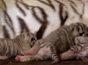 В зоопарке Бердянска родились четверо белых тигрят