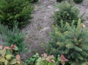 Звезды шоу-бизнеса будут спасать Киев от вырубки деревьев