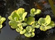 На Харьковщине нашли чрезвычайно вредные водоросли (Фото)