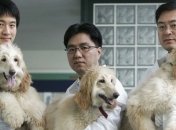 В Китае планируют открыть крупнейший в мире центр клонирования 