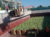 В Киев доставили первую партию херсонских арбузов