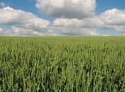 Прогнозы нового урожая зерновых в Украине улучшенные