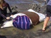 В Австралии от мучительной смерти спасены 150 дельфинов