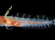 В коралловых рифах нашли странных рыб