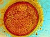 Раніше вченим не вдавалося штучно вилучити яйцеклітину та заморозити її