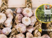 Важно подкормить чеснок вовремя