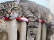 Отопительный сезон во Львове: известна дата