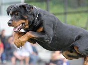 Ротвейлер сорвался с привязи и загрыз гостя хозяина