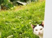 Основные работы на огороде и в саду: июль 