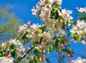 Прогноз погоды в Украине на 8 мая: дожди с грозами на западе