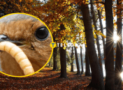 Осенний лес, ольшанка