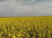 Погода в Украине 11 мая: тепло, местами грозы 