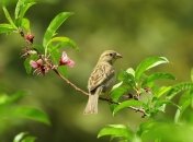 Птицы могут быстро уничтожить урожай ягод