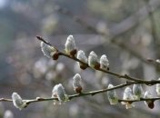 Погода в Украине 3 марта: облачно, местами дождь