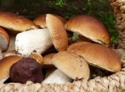 Сезон "тихой охоты" без последствий: советы, как не отравиться лесными грибами