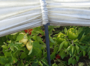 Болгарский перец