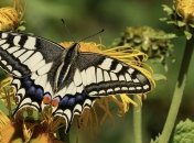 Приметы и обряды на 2 марта – День Федора Тирона