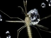 Ученые выяснили, как комары летают под дождем (Видео)