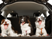 Поездка не всегда может быть в радость вашему животному