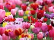 Ковер из более 700 тысяч цветов