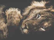 Когда дикая природа вызывает восторг: потрясающие снимки известого фотографа (Фото)