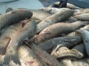 У річках Житомирщини масово гине риба