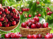 Ціни на черешню