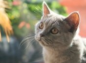 Коти можуть заражати один одного коронавірусом