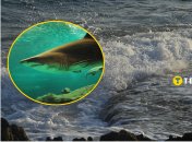 Хвостатого зверя, похожего на акулу, заметили в Одессе