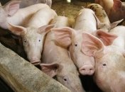 До нового года свинина подорожает на 7-8%