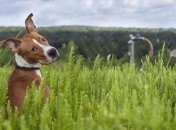 Трогательные снимки бездомных собак, которых спасают от смерти (Фото)