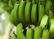 Климатические изменения повышают риск развития "банановой болезни"