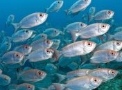 Ученые сделали неожиданное открытие о рыбах